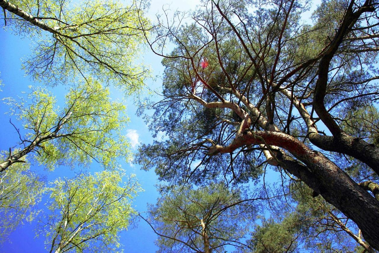 Domki W Wildze Skurcza Dış mekan fotoğraf