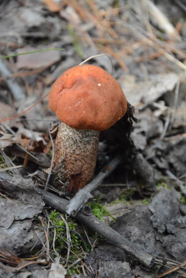 Domki W Wildze Skurcza Dış mekan fotoğraf